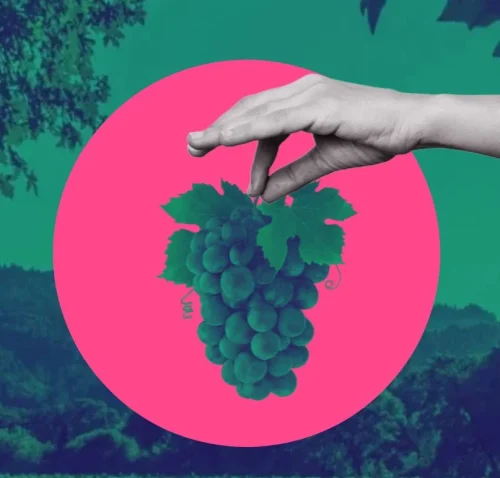 Wine Club - Harvest